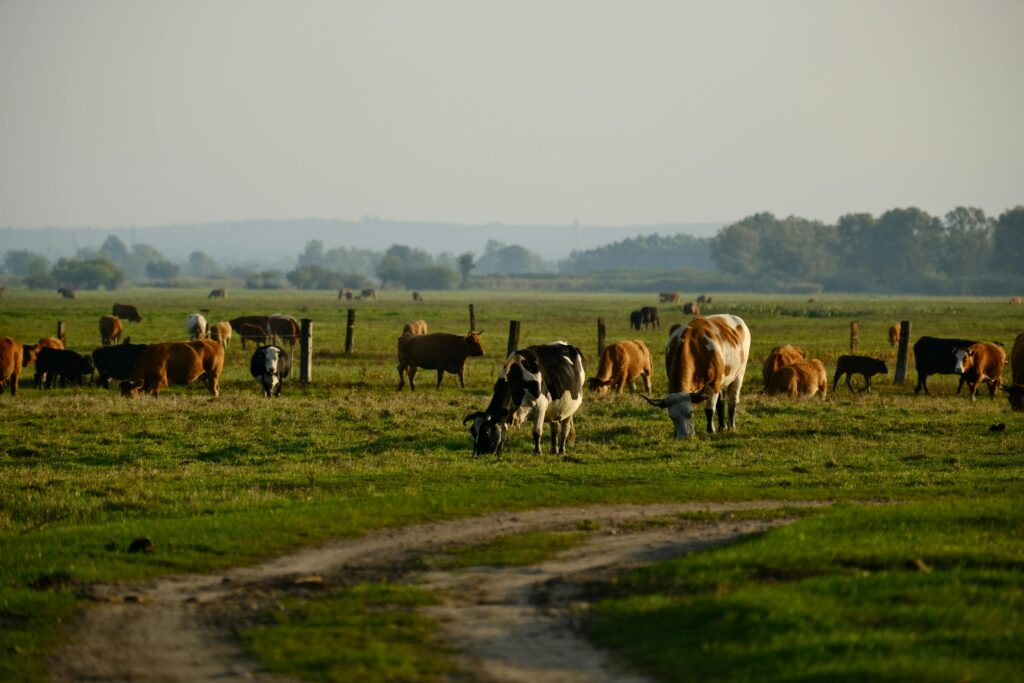 Cattle leisurely graze in a serene countryside field under a clear sky.